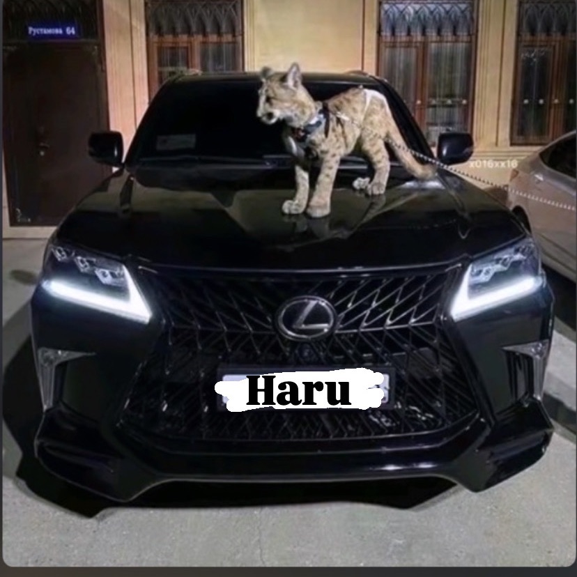 haru-22