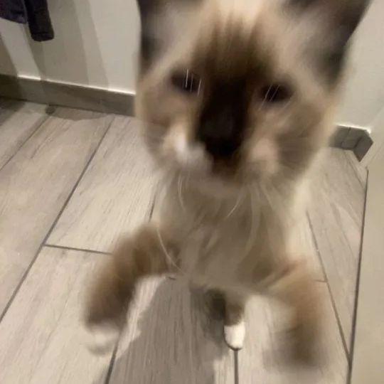 KlekzZ avatar