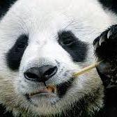 PandaFM2 avatar