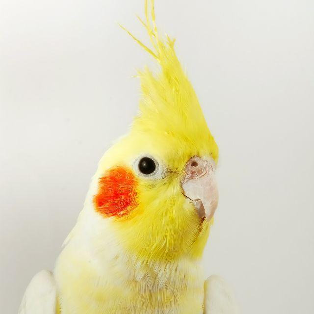 PiiKaa