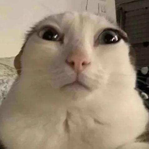 Lai_Su avatar