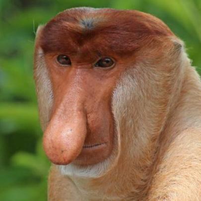 CGMonke avatar