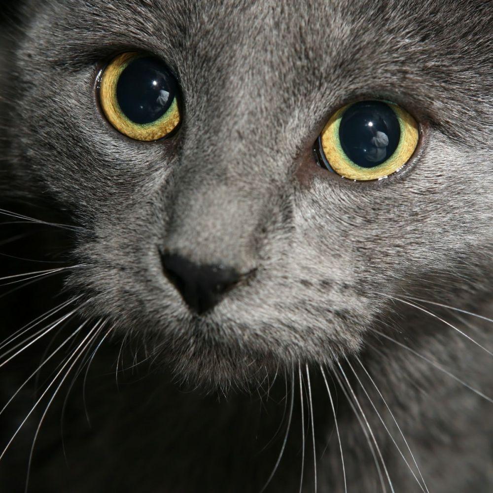 yrikvolk avatar