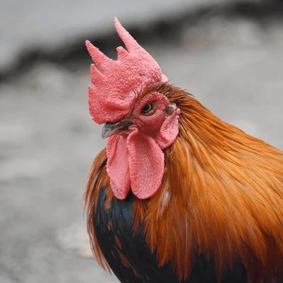 Cockorel