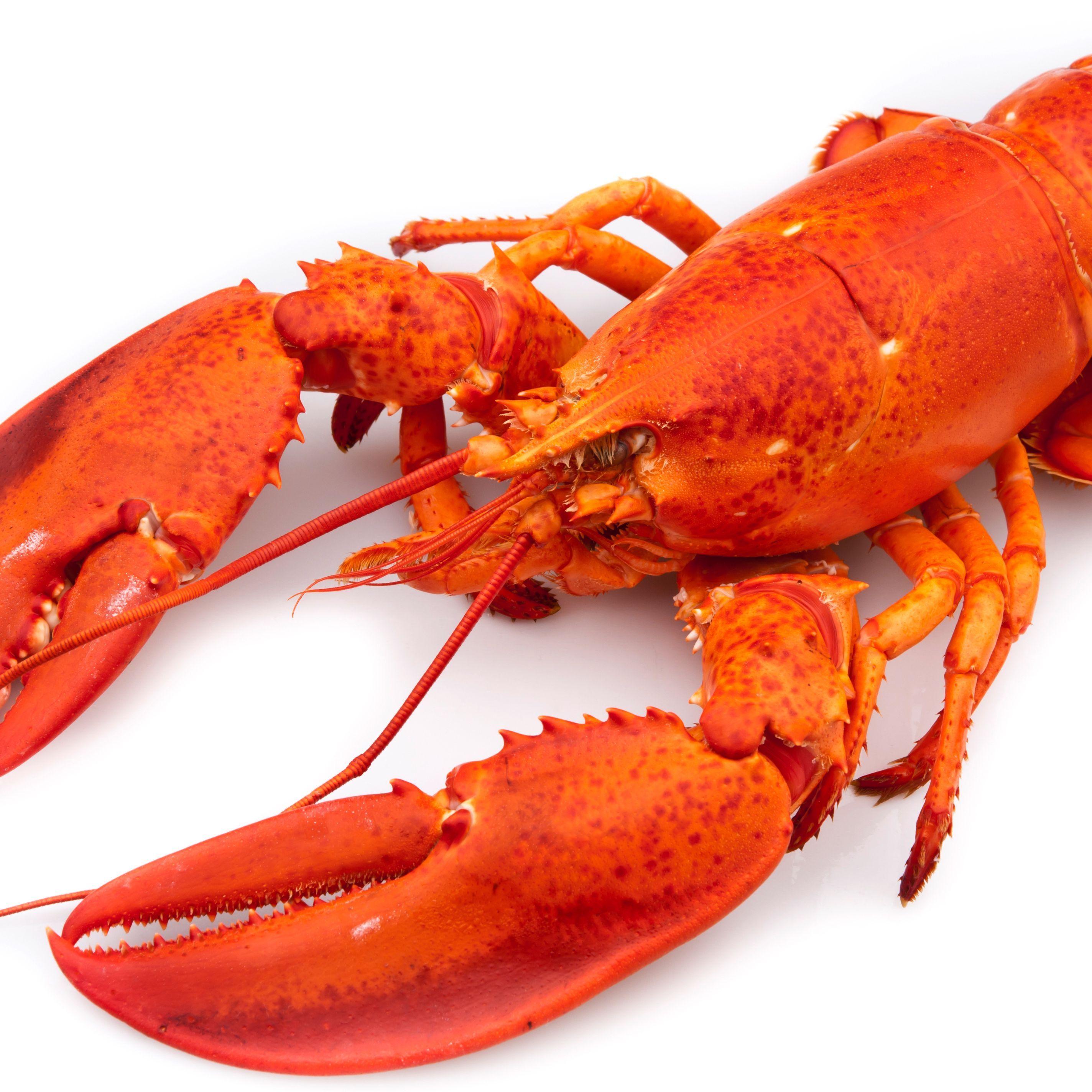 Lobster Legion