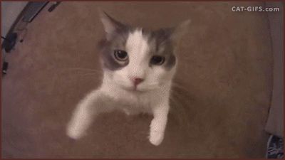 floppalopa