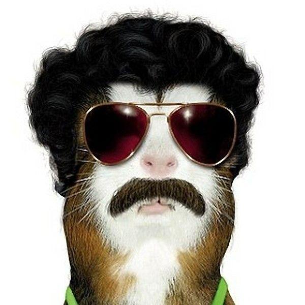 alihadjen avatar