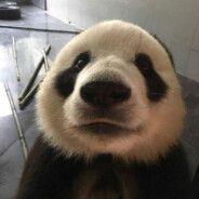xic8 avatar