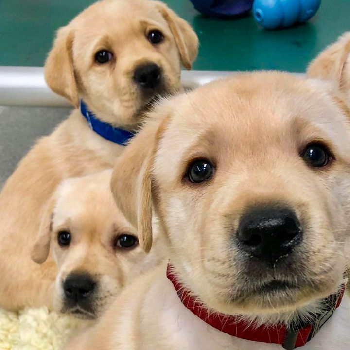 TeamPUPPIES