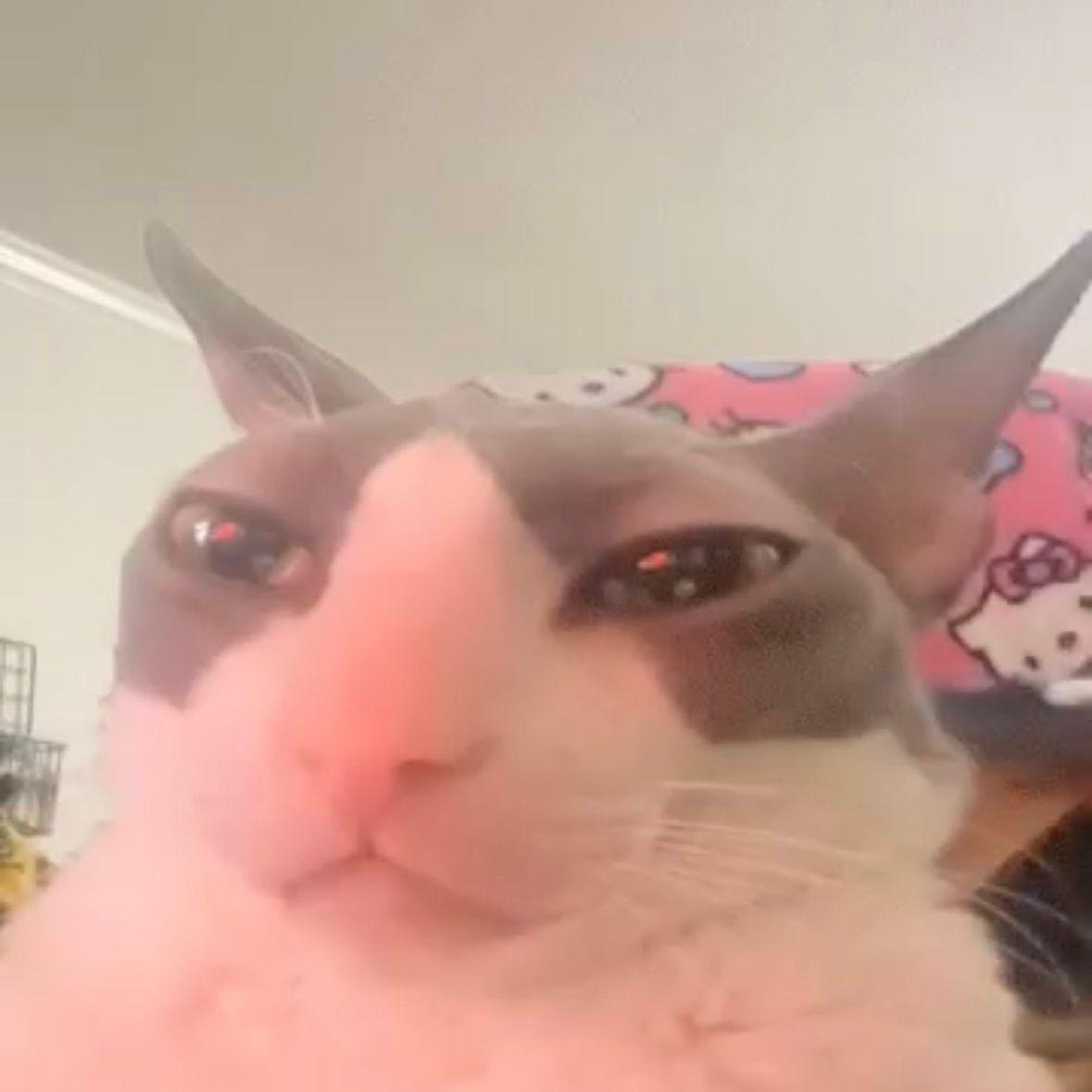 wyhyxd2 avatar