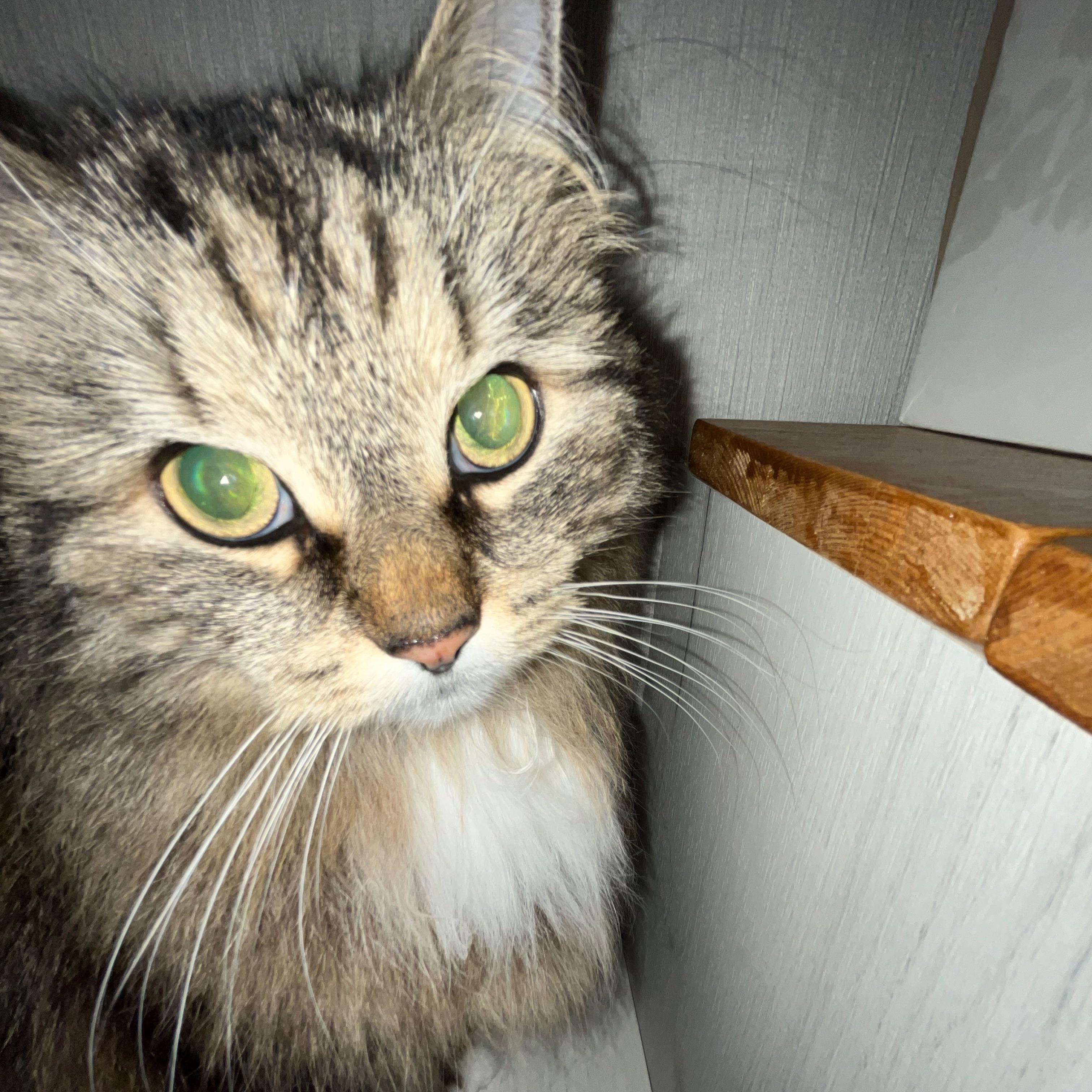 Purina_ONE avatar