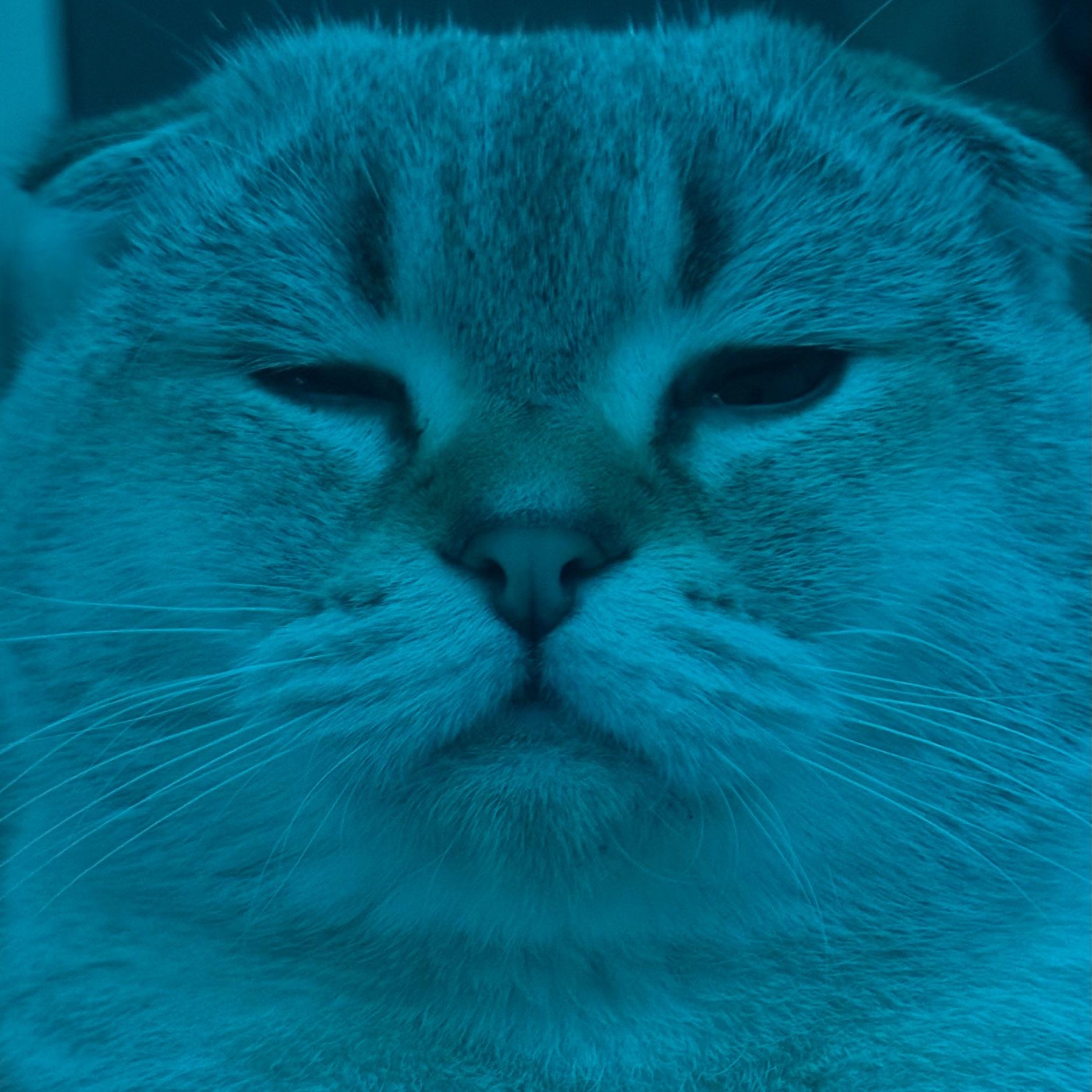 octiqq
