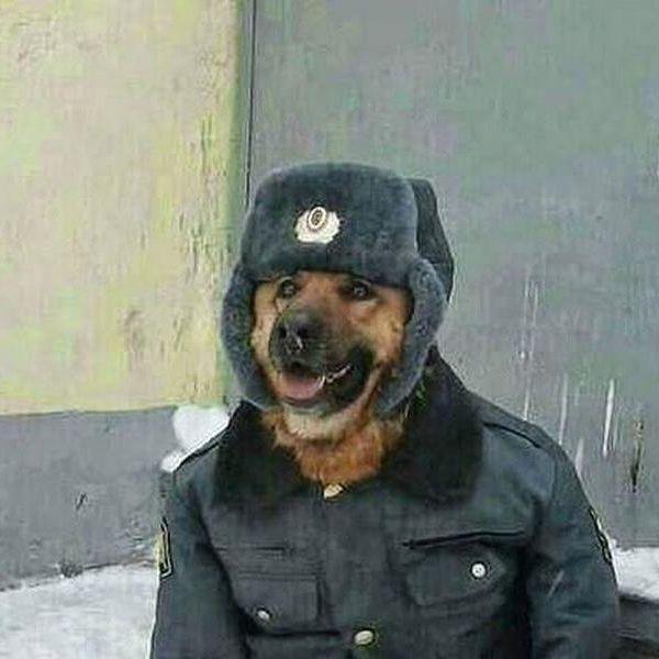 Pavidlo_ avatar