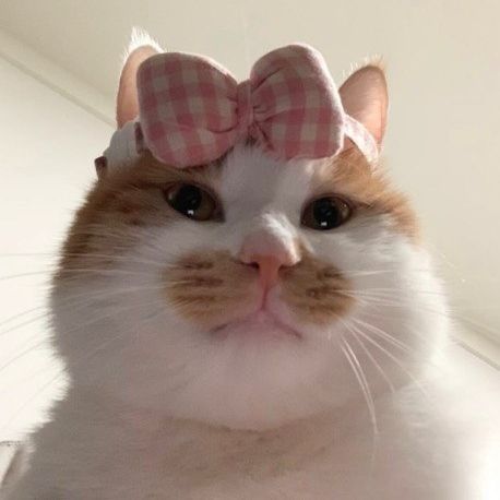 ScaIIyWag