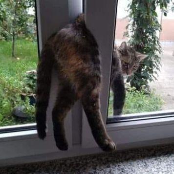-Nisse