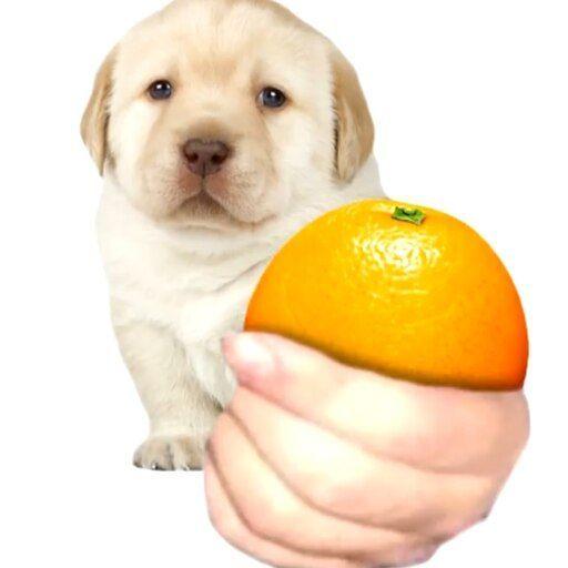 ORANGE0089 avatar