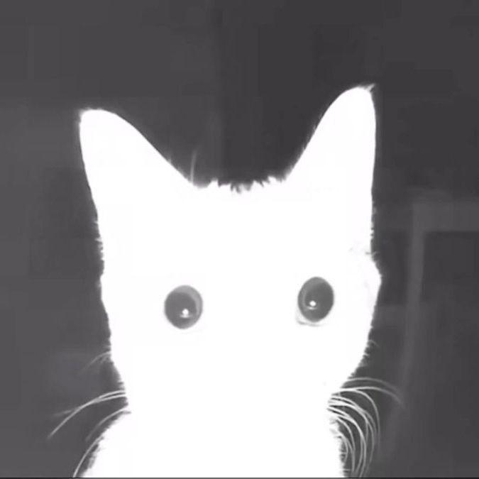 Sokoliniipuh avatar