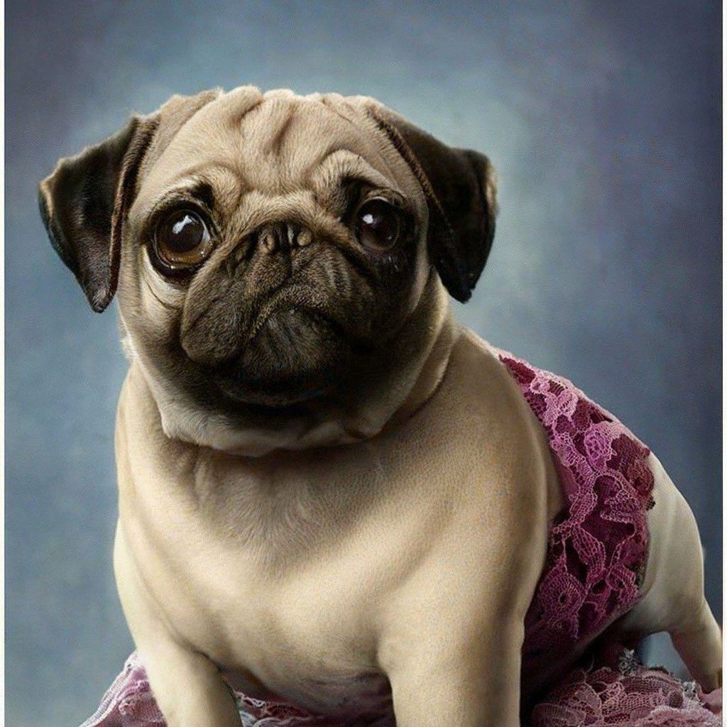 MopsVTrusax