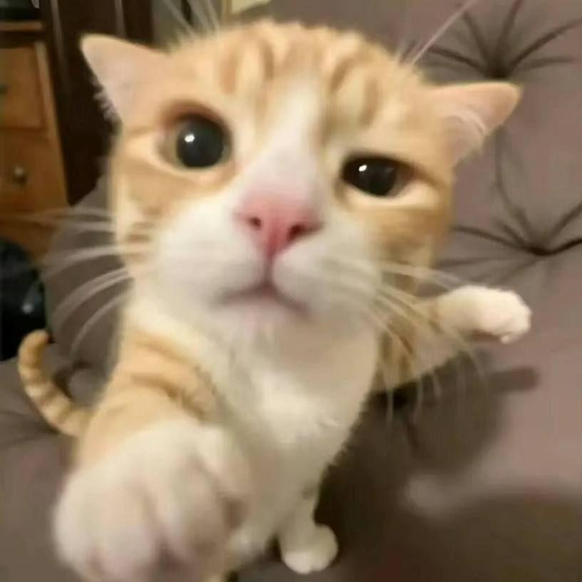 kitsyne avatar