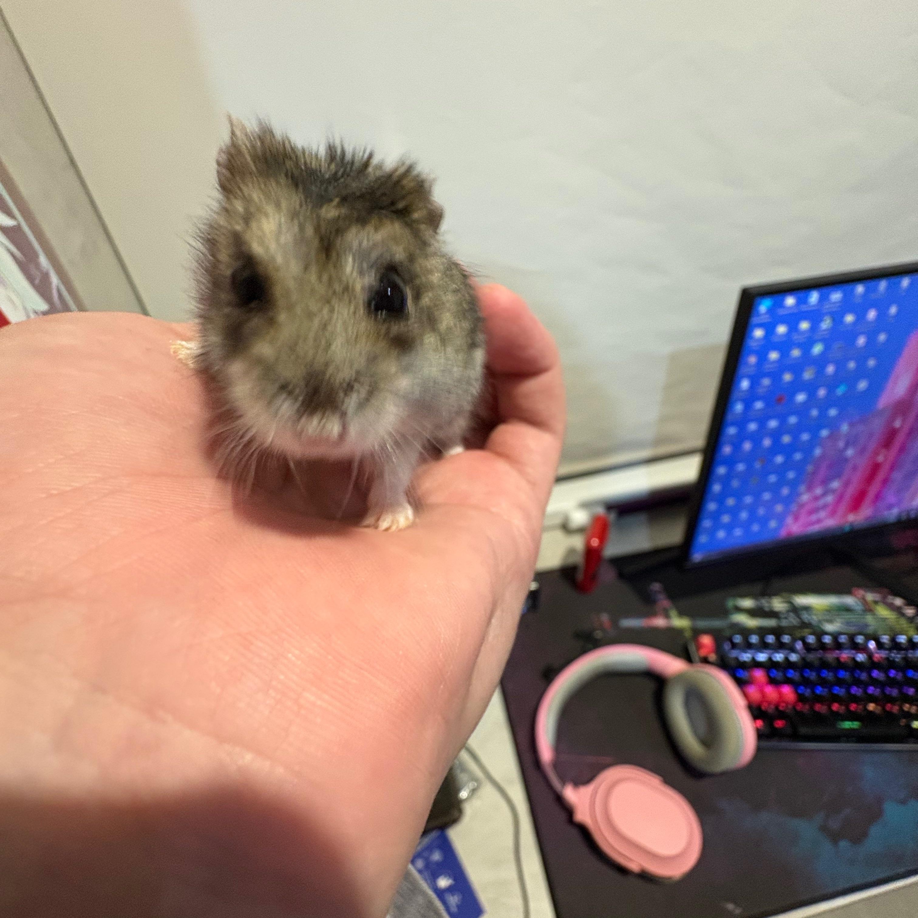 kenddALL avatar
