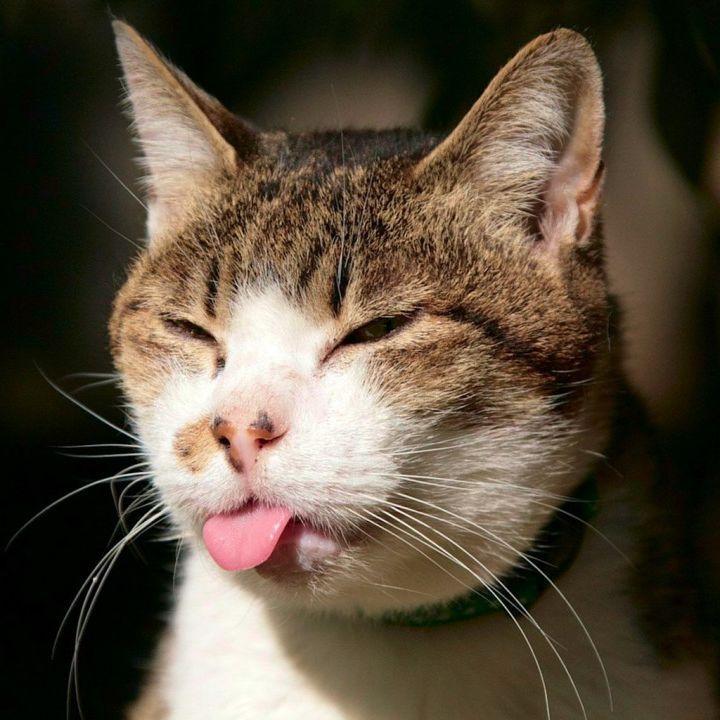 Pravosudie__ avatar