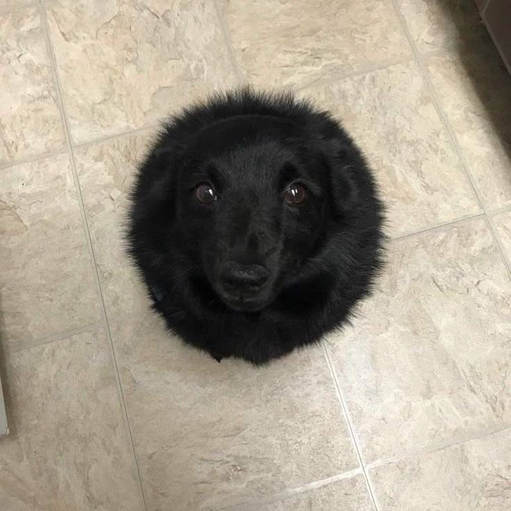 FloppaG