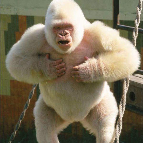 AlbinoGorila avatar
