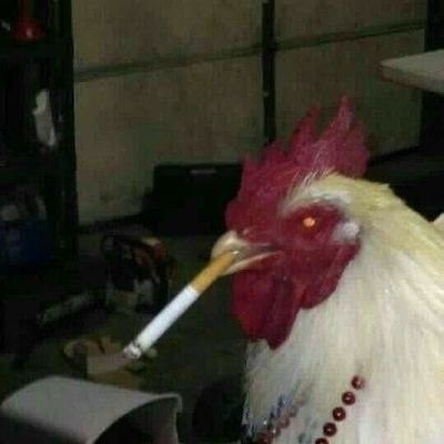 k0gut666