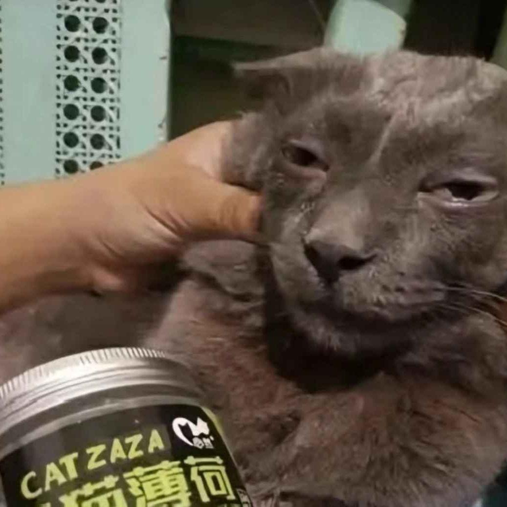 ozzixd avatar