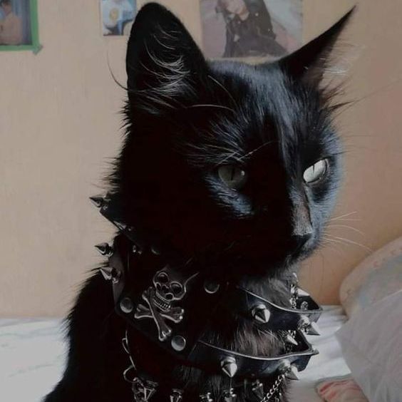 miau_8D