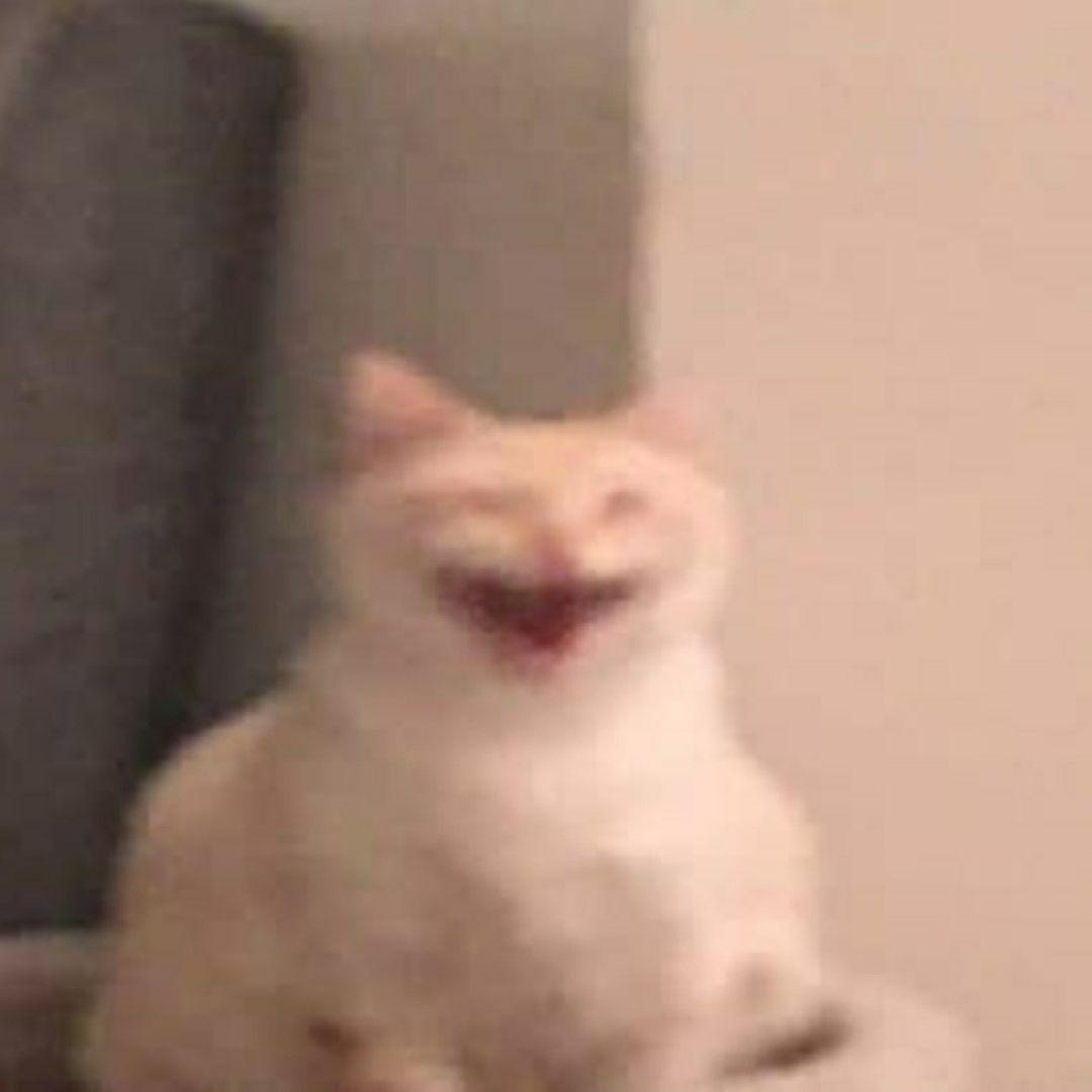 o4kokot avatar
