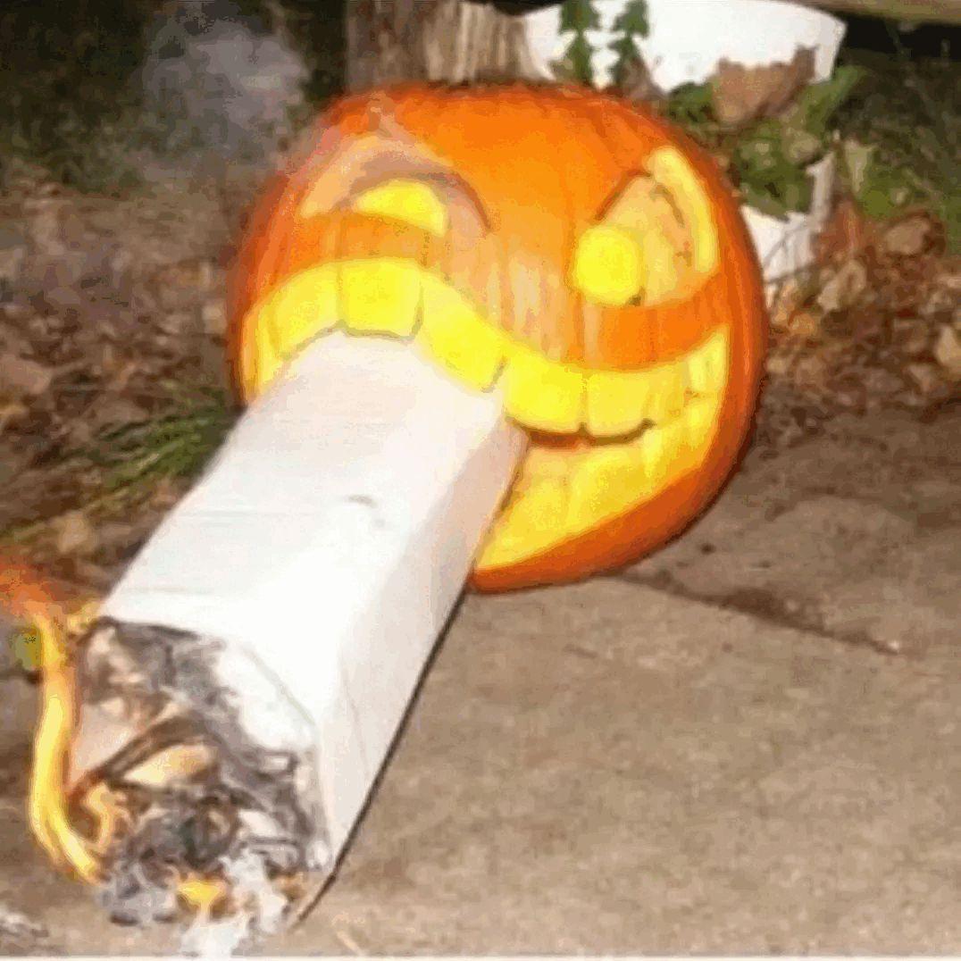 litel-snek avatar