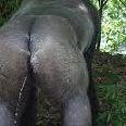 HORNYGORILLA avatar