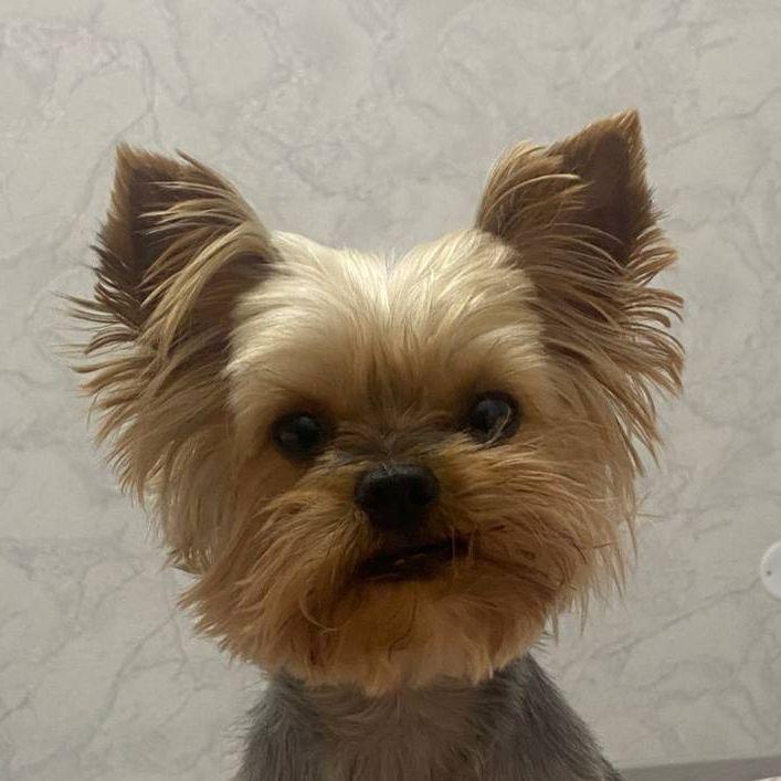 zxcbubusik avatar