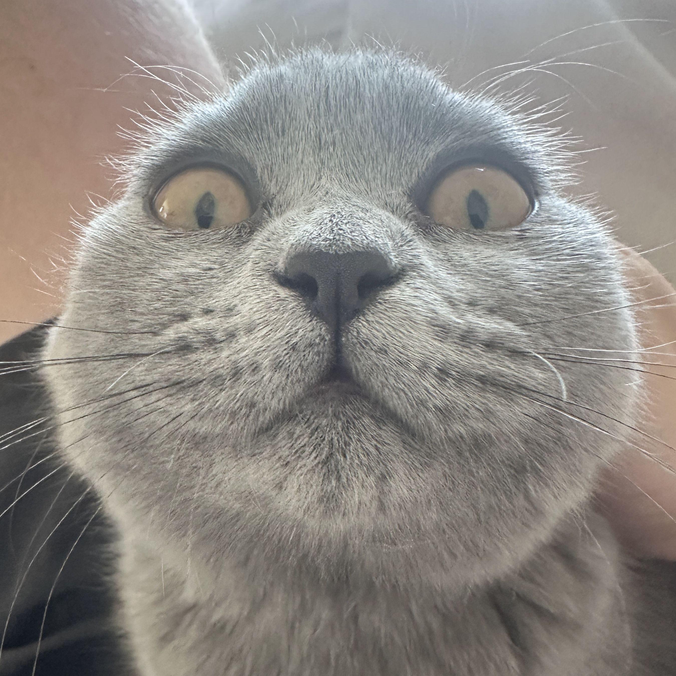 IGREKOX avatar