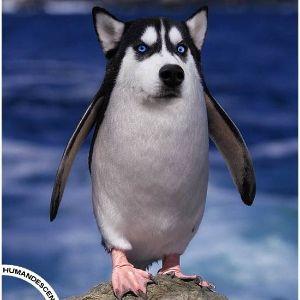 Q-LERB avatar