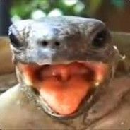 ORGASMICTRTL