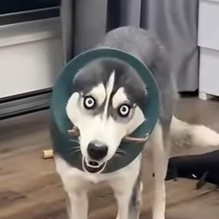 EnigmaBad avatar