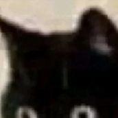 MaddyNinja avatar