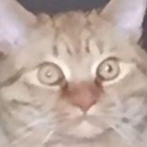 garf1ld- avatar
