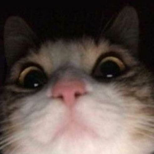 vlodyst