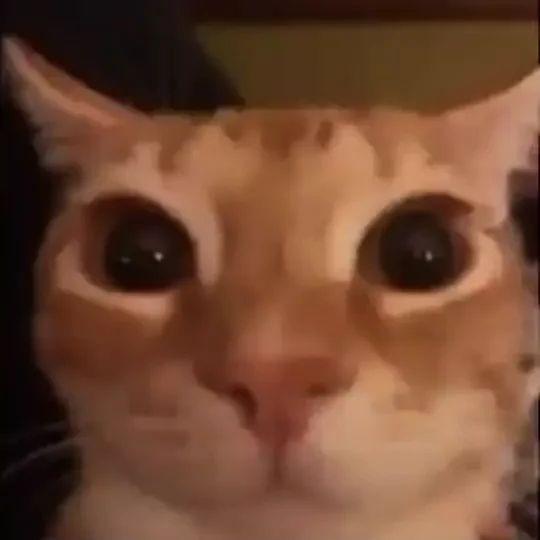 SnasX avatar