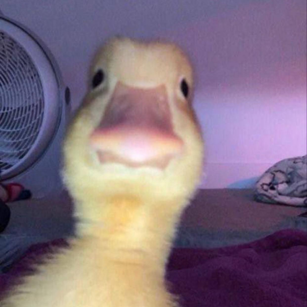 Zharkentski_ avatar