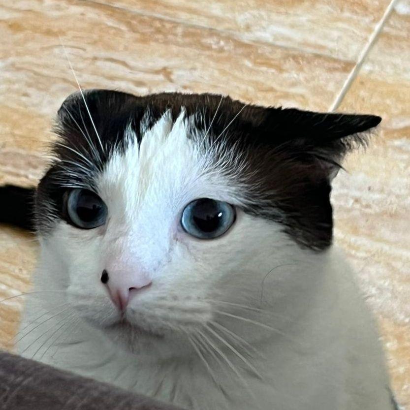 idctn avatar