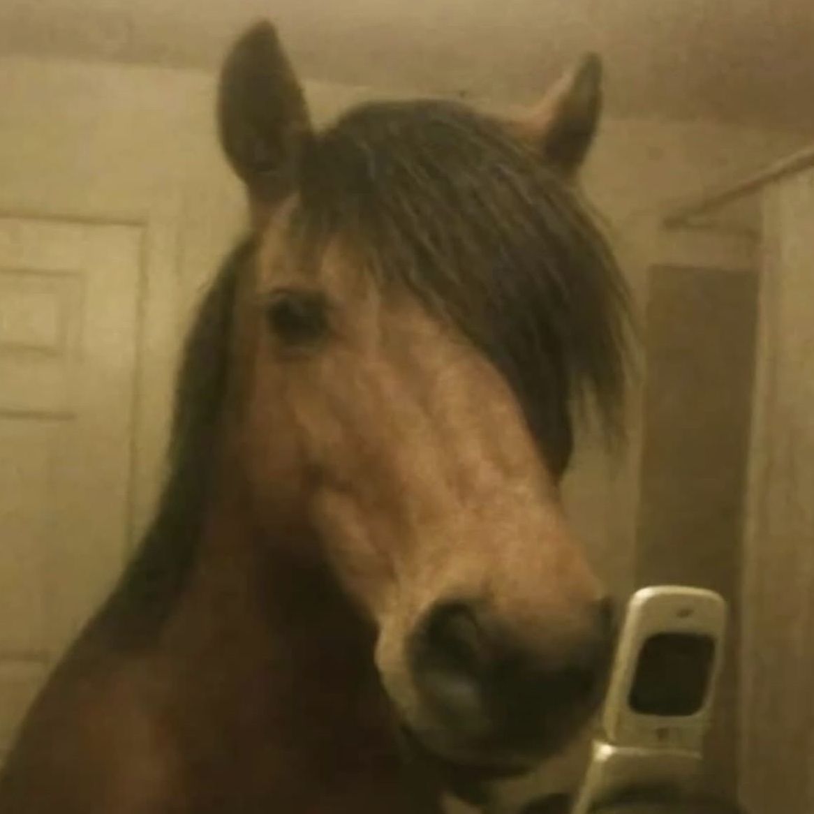 Faceit profile picture for @horse