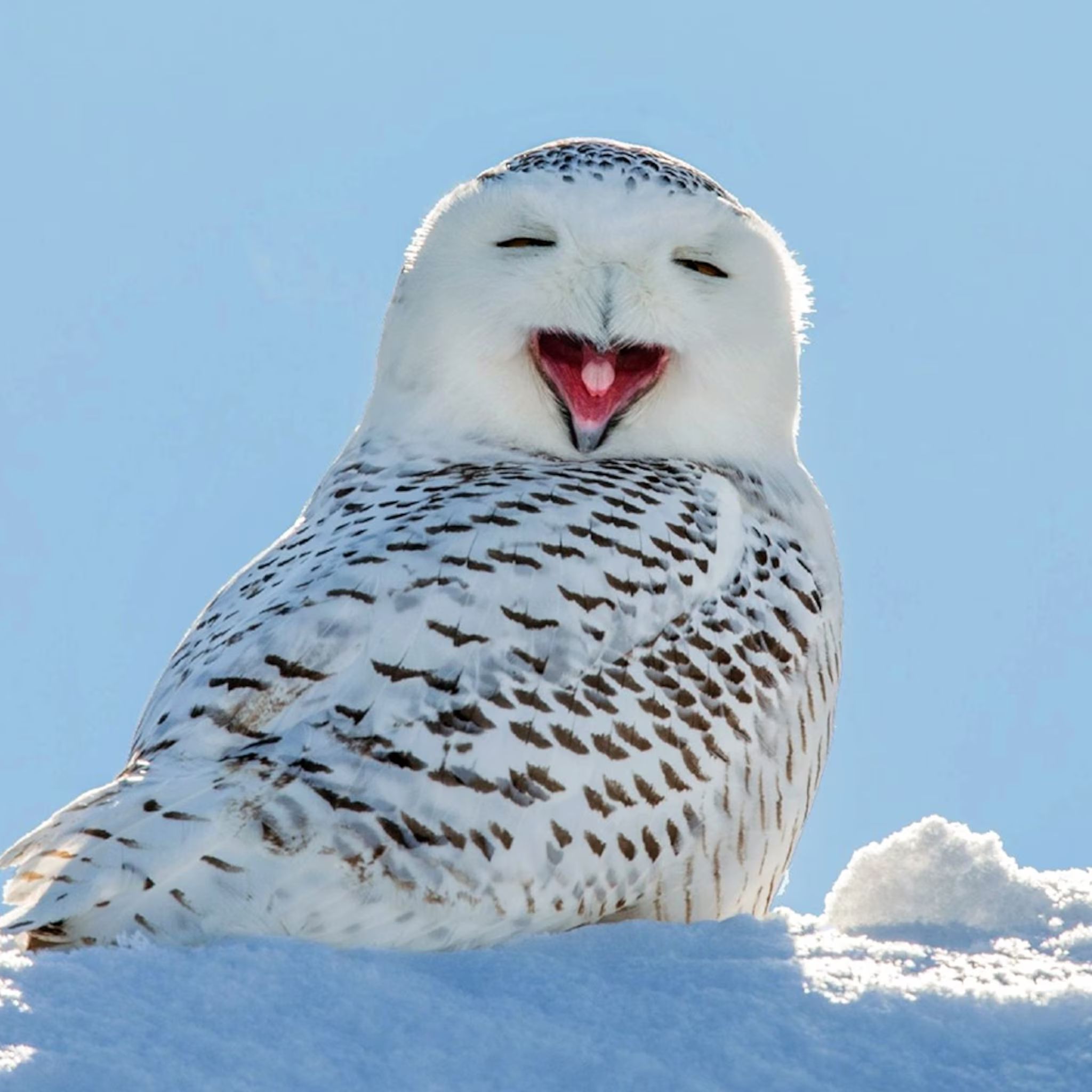 SnowOwl