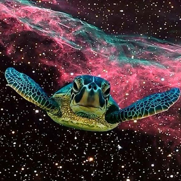 space_turtle avatar