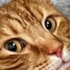 docilejustin avatar