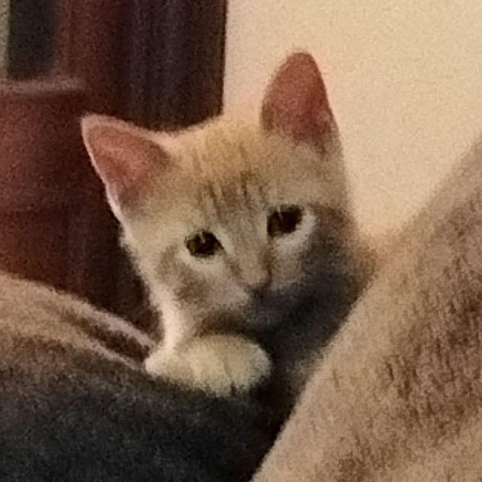 Katutxo