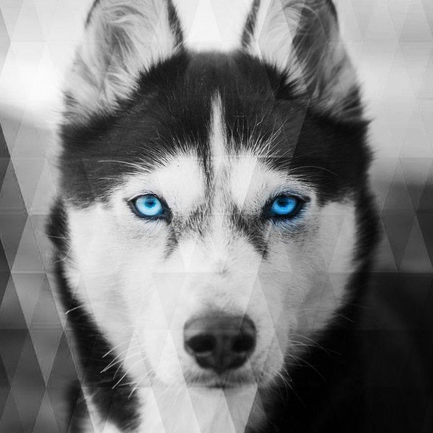 Husky53 avatar